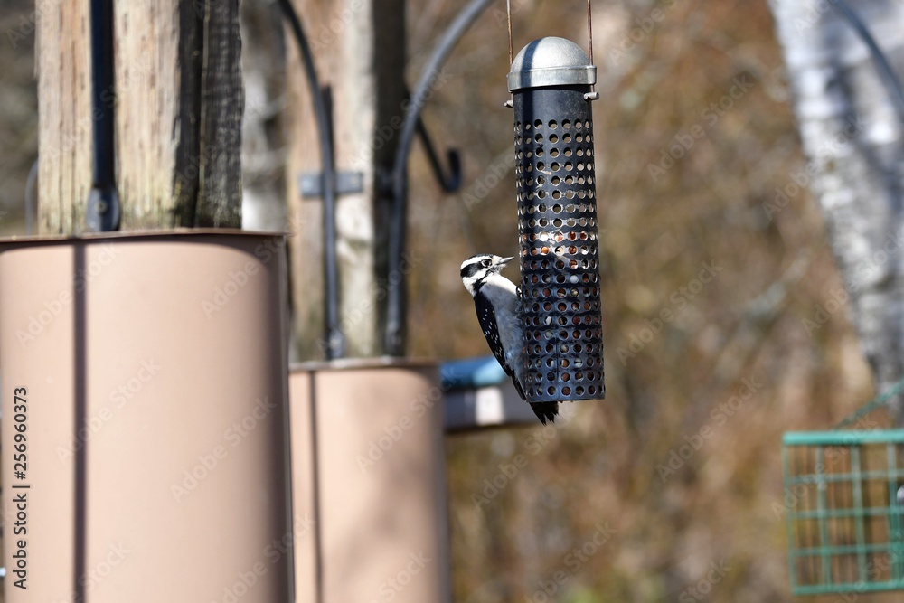 キツツキ Woodpecker キツツキ Woodpecker
