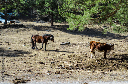 Fototapeta Naklejka Na Ścianę i Meble -  Horses in the wild
