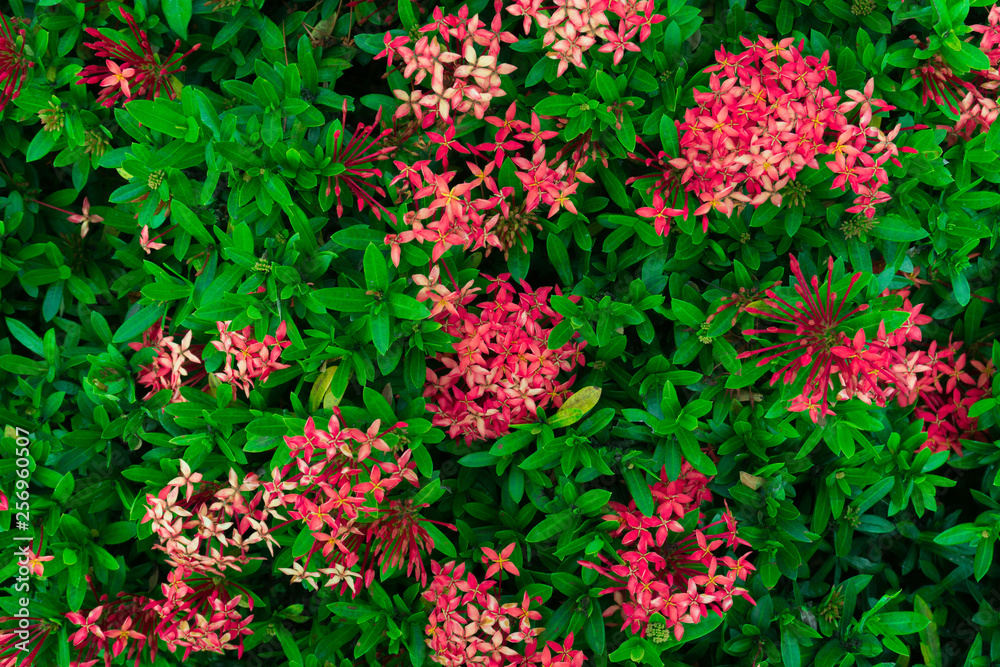 Naklejka premium Ixora flower.Red spike flower. King Ixora blooming (Ixora chinensis). Rubiaceae flower.Ixora coccinea flower in the garden
