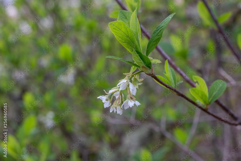 Indian plum blossom