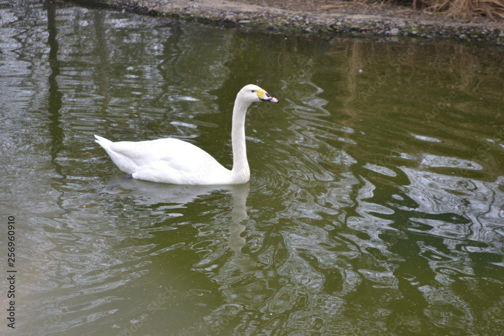 white swan on the lake white swan on the lake