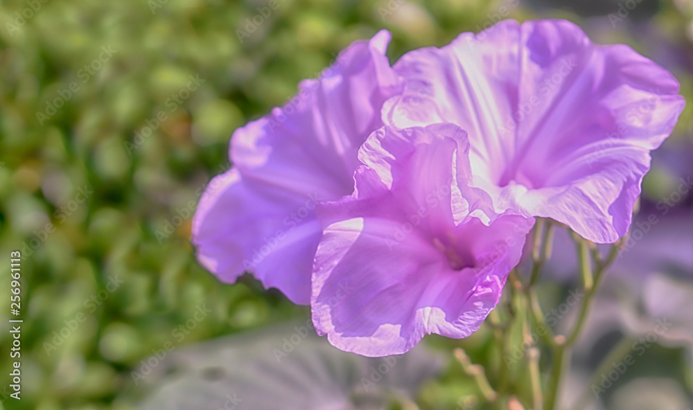 violet flower blooming in nature spring flower background violet flower blooming in nature spring flower background