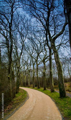 yellow road in the forest