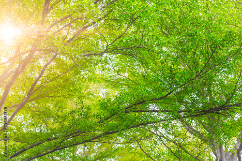 fresh green tree nature on the park background.