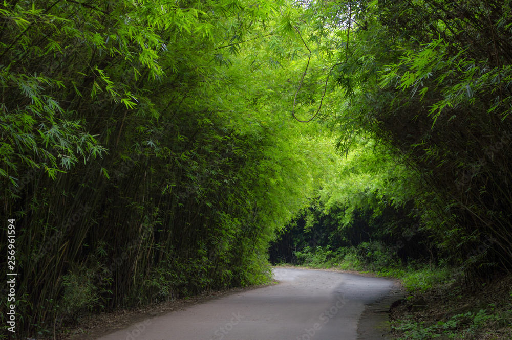 Fototapeta premium road in the forest