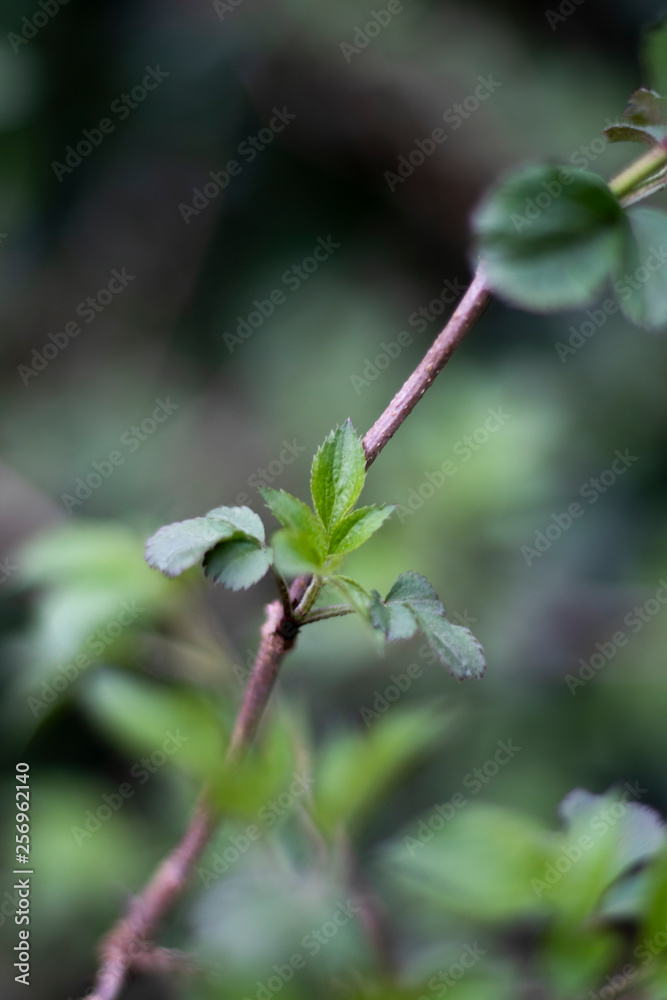 Springtime new leaf growth on tree with shallow depth of field Springtime new leaf growth on tree with shallow depth of field