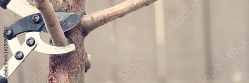 Obraz na plátne Pruning tree branches early in spring