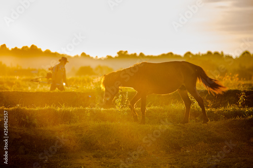 Fototapeta Naklejka Na Ścianę i Meble -  Silhouette horse standind in sunset mood