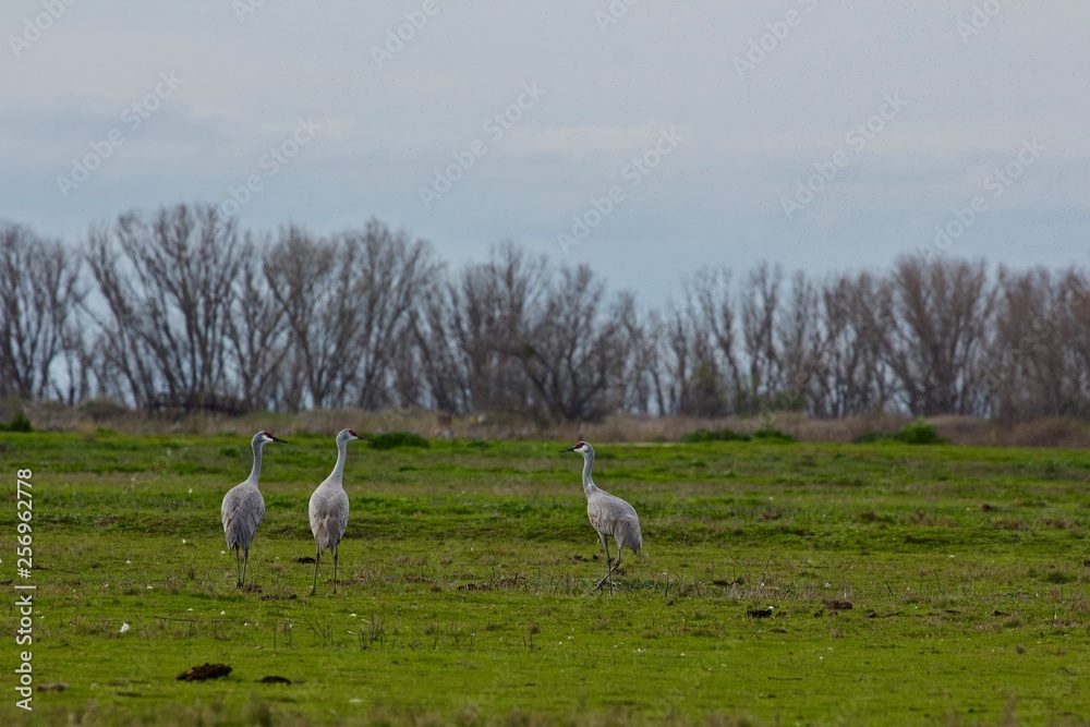 Obraz premium 3 sandhill cranes rest during their migration at the merced national wildlife sanctuary in the san joaquin valley, central california
