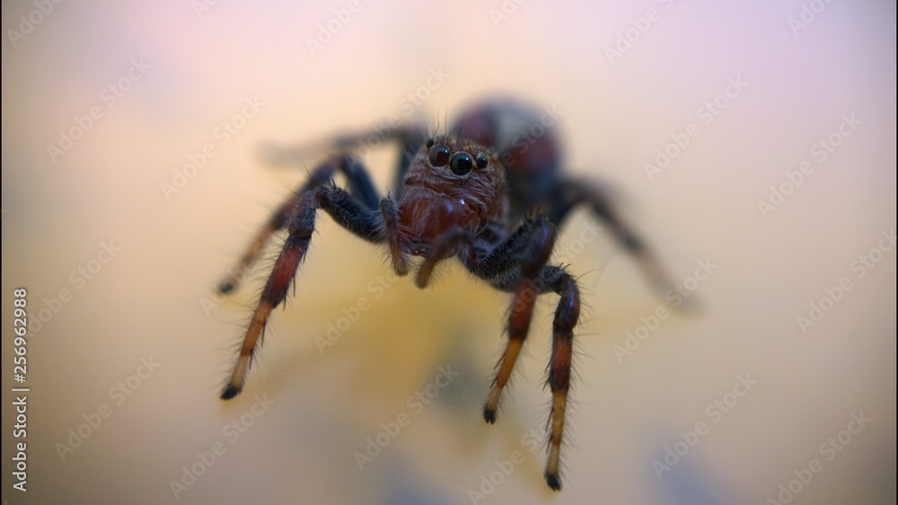 Araña común roja Araña común roja