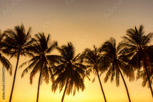 Sunset  Beautiful Silhouette Sweet coconut palm trees farm against background in Tropical island Thailand. fresh coconut on trees at Andaman sea  Ranong estuary  Thailand  Vintage tone  Warm tone