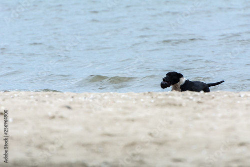 Black dog swimming on the sea