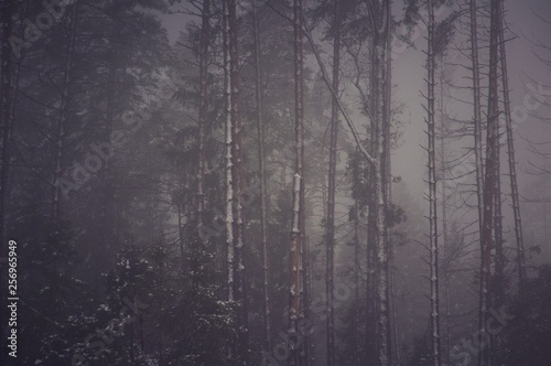 Fog in the winter forest