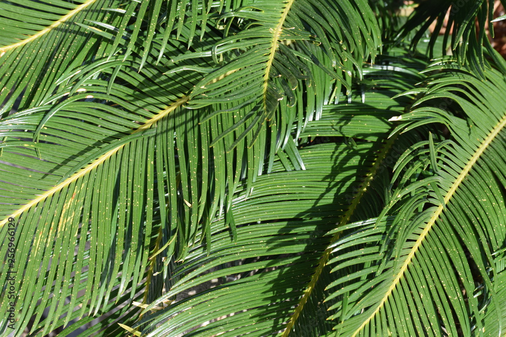 green palm leaves in summer under the sun green palm leaves in summer under the sun
