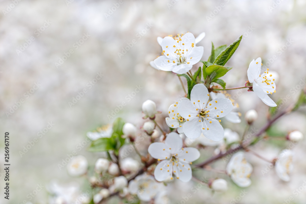 blossoming branch of cherry tree with flowers closeup