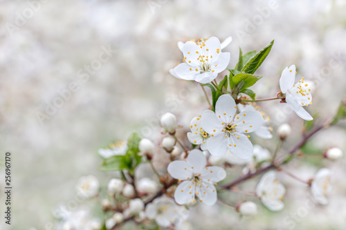 blossoming branch of cherry tree with flowers closeup
