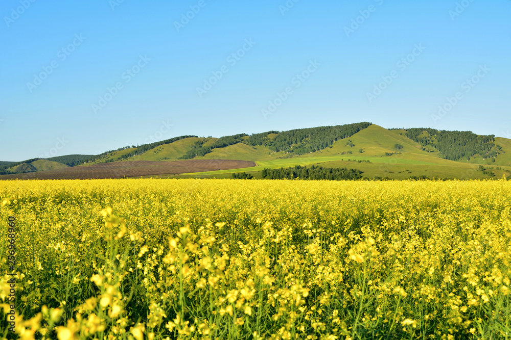 Yellow field with green mountains Sharypovo district Krasnoyarsk region, Russia