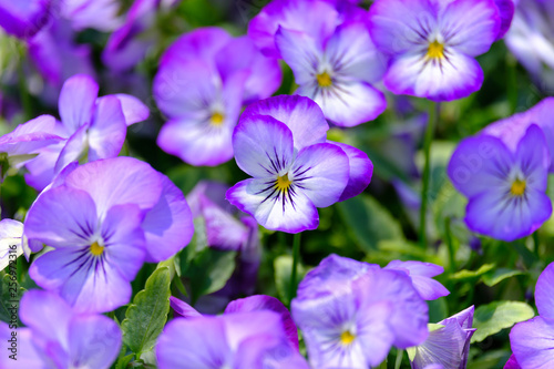 Purple Pansy Flowers in the garden