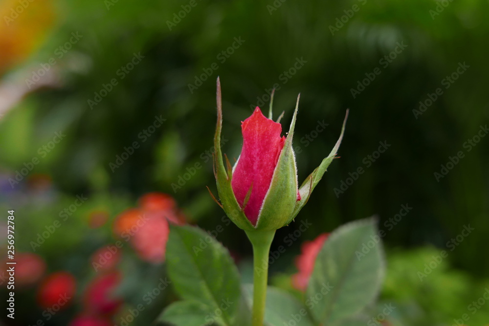 budding rose budding rose
