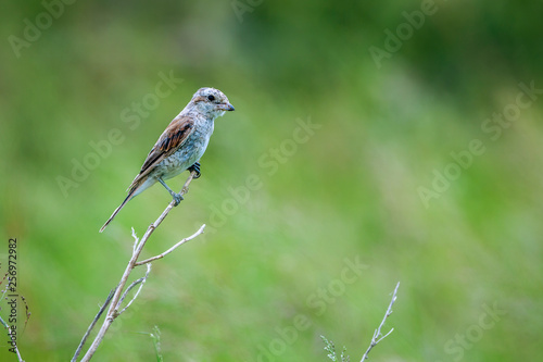 Red-backed Shrike juvenile isolated in natural background in Kruger National park, South Africa ; Specie Lanius collurio family of Laniidae