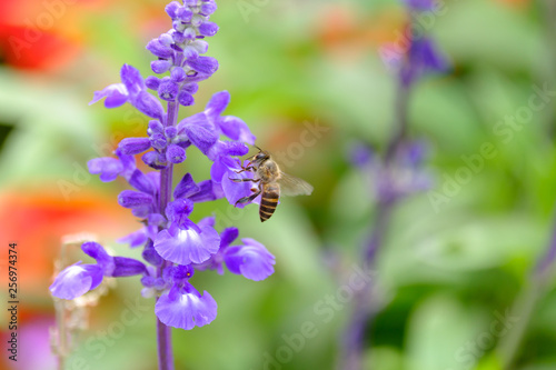 Honey Bee collecting pollen on flower © estherpoon