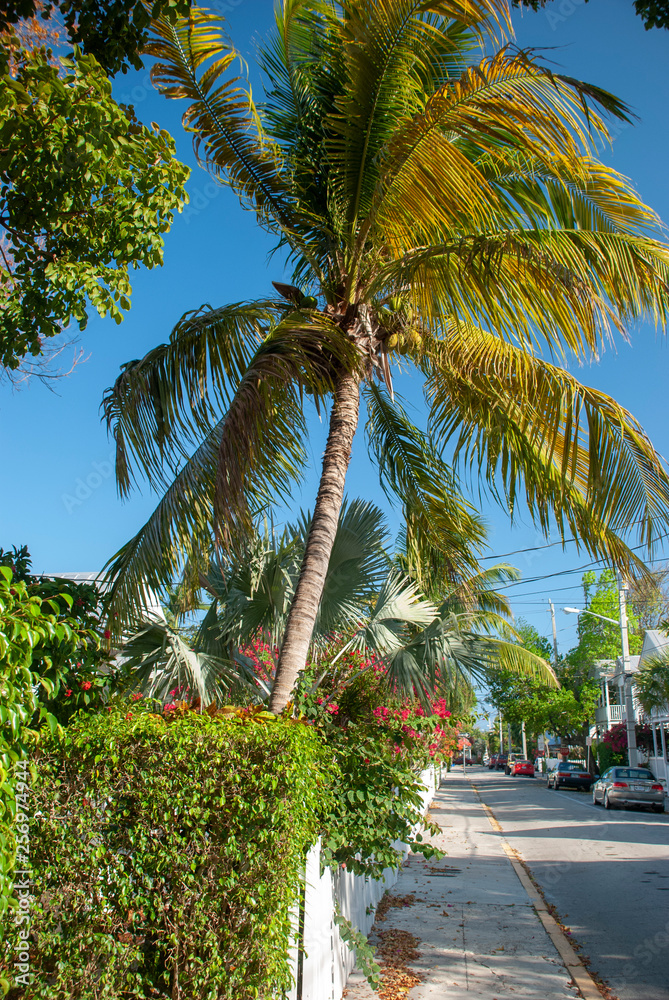 Straße mit tropischer Vegetation auf Key West, Florida
