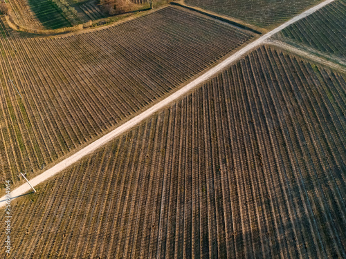 Aerial view of vineyards. Drone photo