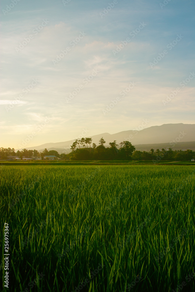 landscape with rice field and blue sky