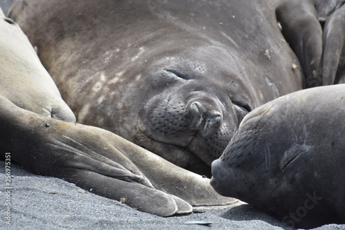ELEPHANT SEALS