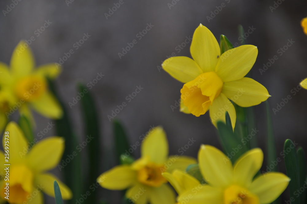 黄色い水仙の花