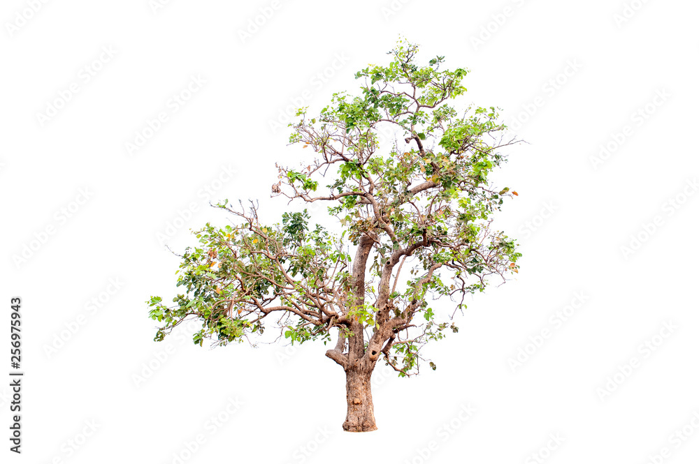 Beautiful tree on a white background Natural concept