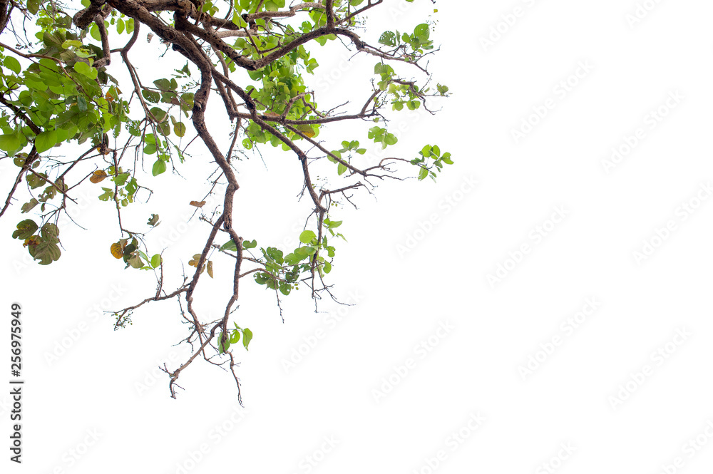 Beautiful tree on a white background Natural concept