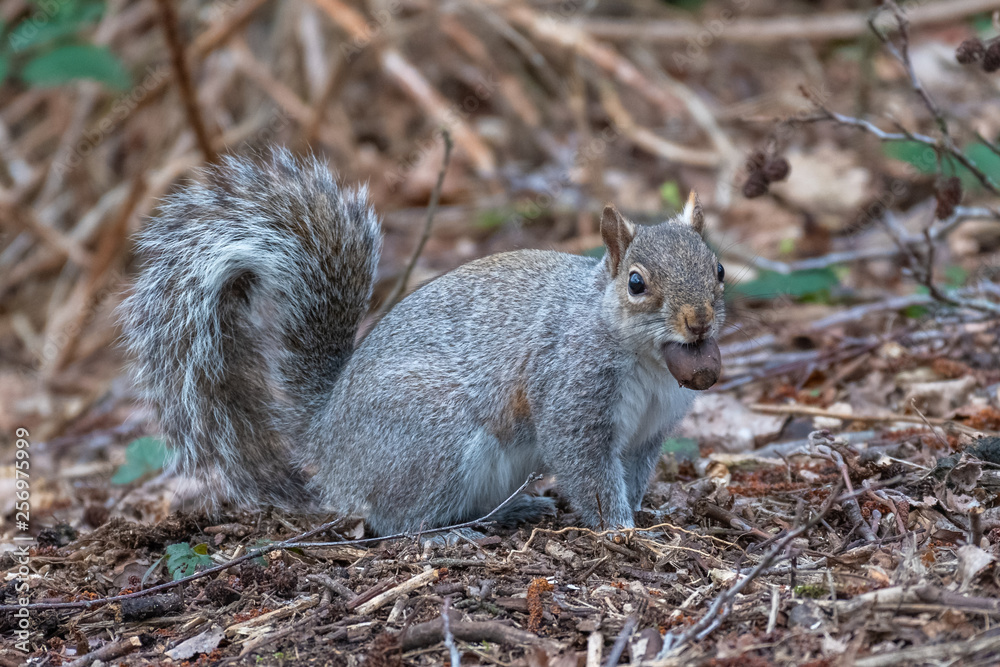 Eastern gray squirrel (Sciurus carolinensis) Eastern gray squirrel (Sciurus carolinensis)