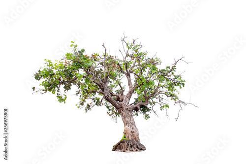 Beautiful tree on a white background Natural concept