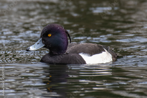 Tufted duck (Aythya fuligula)