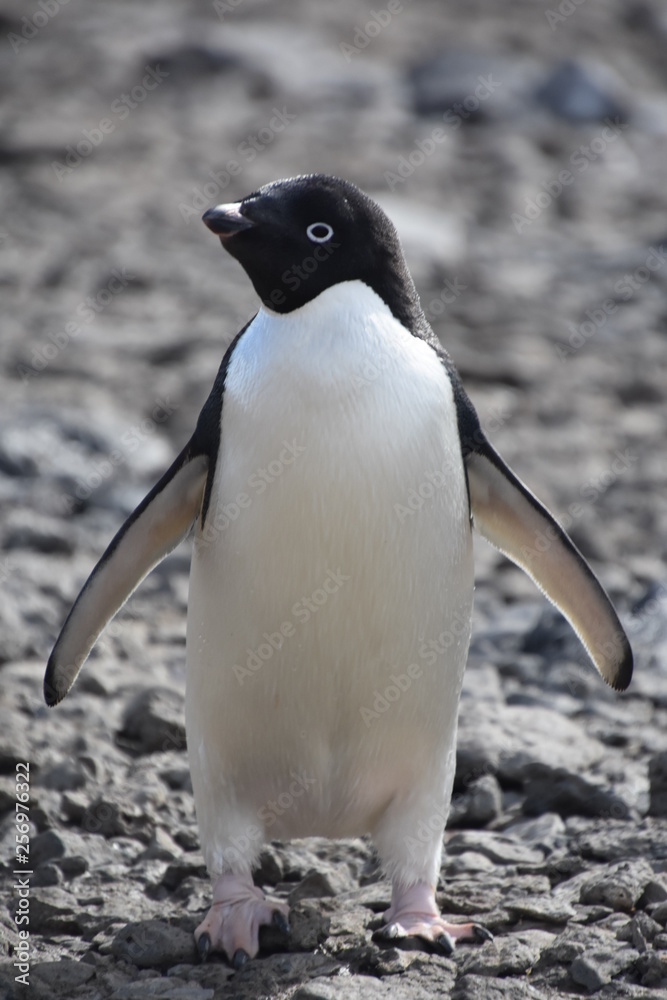 Fototapeta premium penguin in antarctica
