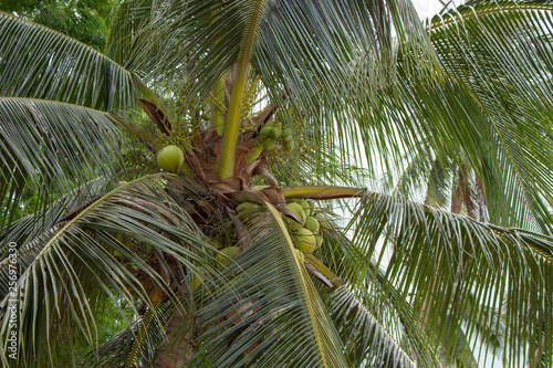 Tall palm trees with coconuts close up. Tropical nature.  Tropical jungle. Exotic forest. Travel and summer vacation concept. Coast coconut palms. Tropical harvest. Paradise nature. 