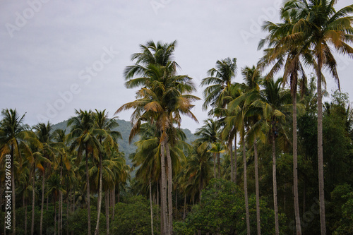Palm trees on sunset sky background. Philippines island nature. Palms valley. Scenic tropical landscape. Coconut palm trees.