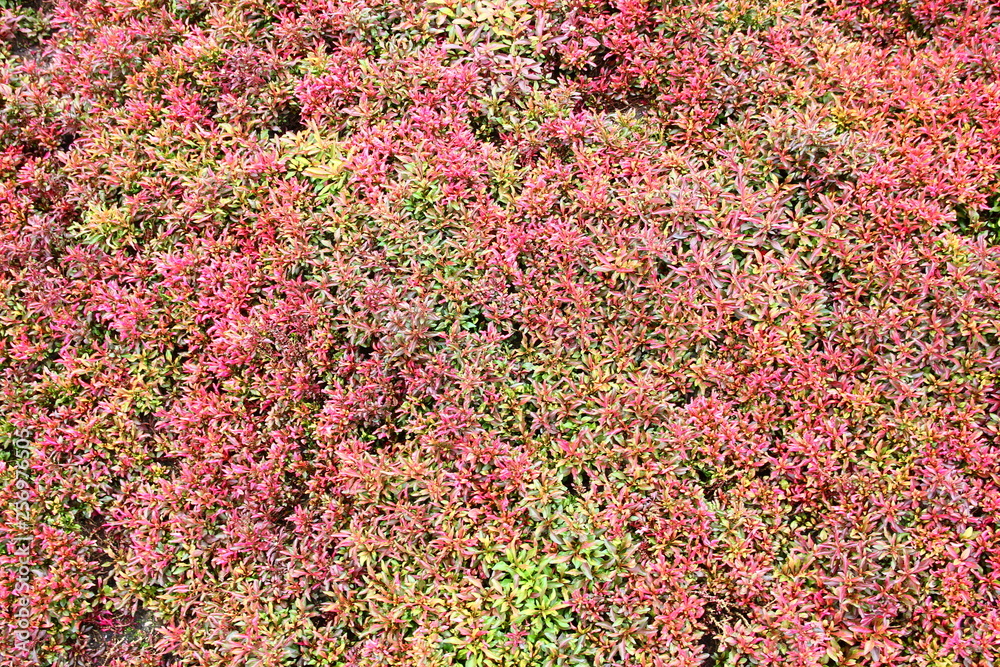 tree leaves background tree leaves background