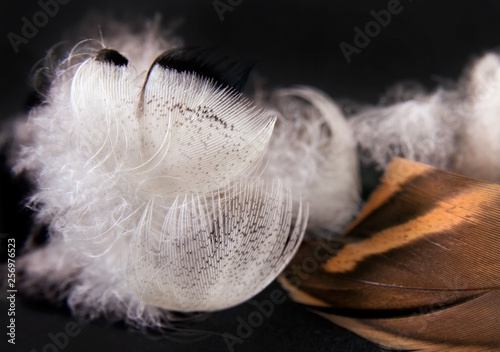 Duck feathers on a black background. Close up image
