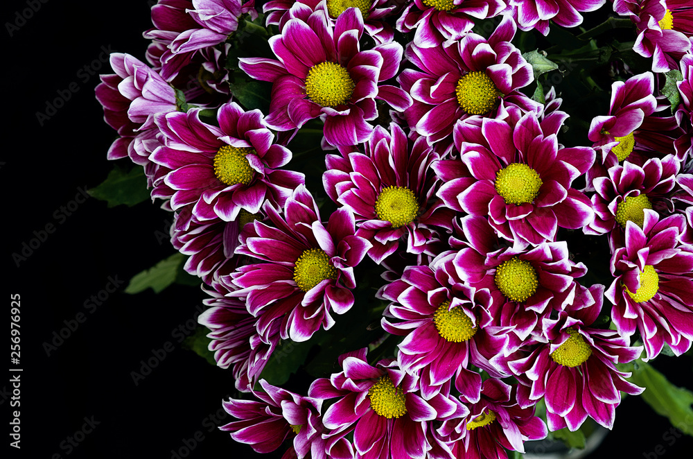 Unusual flowers. Purple chrysanthemums on a black background. Flowers on black  background. Unusual color combination. The light from the window. Natural  light. Colorful chrysanthemums. International w Stock Photo | Adobe Stock