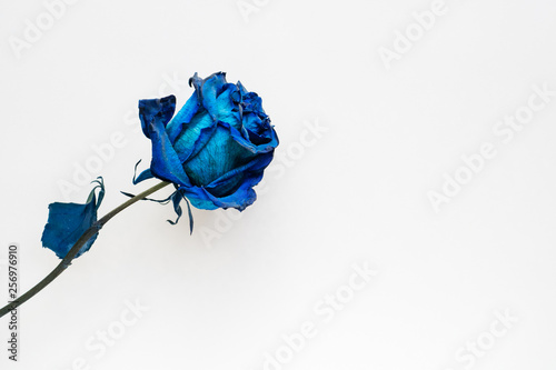 Dried blue rose