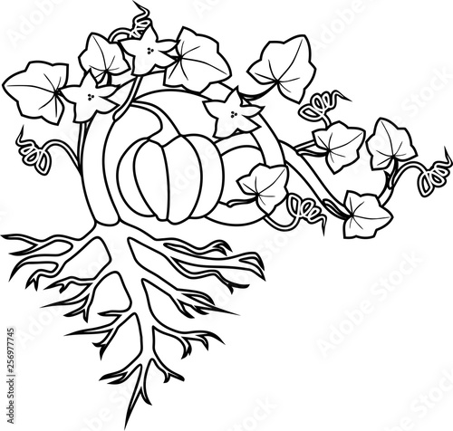 Coloring page with general view of pumpkin plant with fruit, leaves, flowers and root system