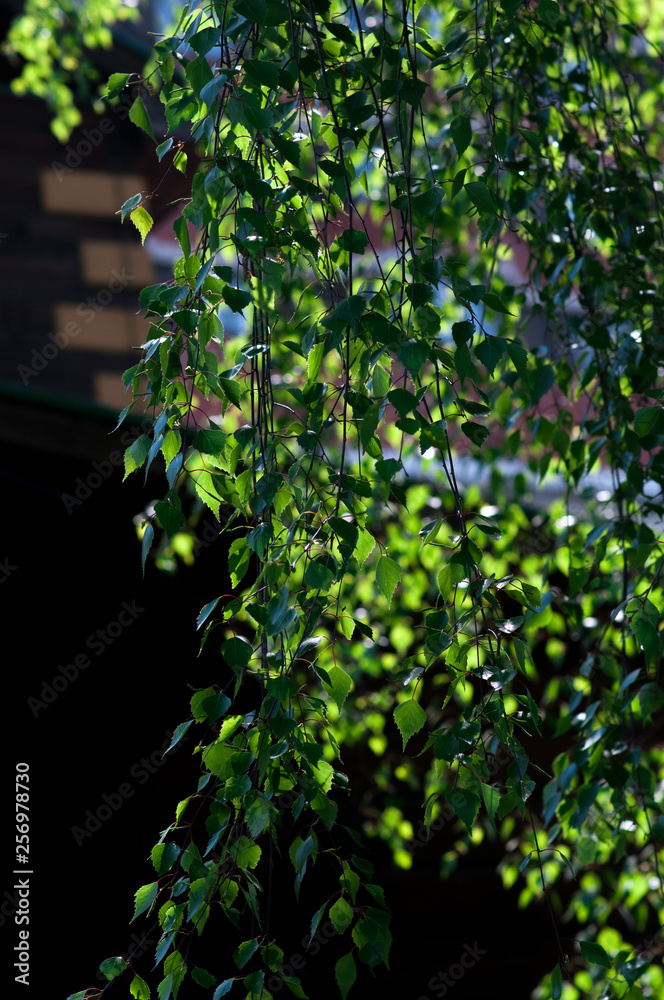 Obraz premium Young foliage of a birch tree