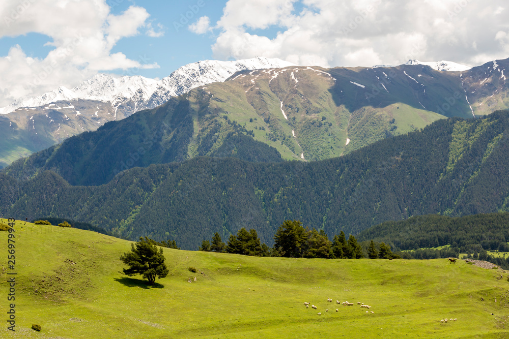 Sheep grazing in green valley in Caucasus mountains. Georgia, Tusheti Sheep grazing in green valley in Caucasus mountains. Georgia, Tusheti