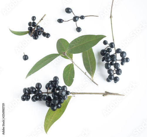 Branches with wolf berries on a white isolated background