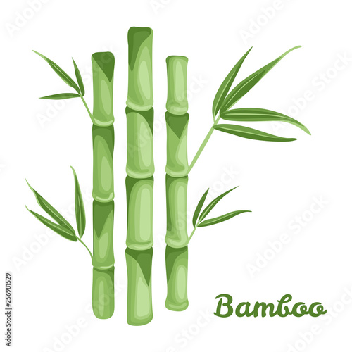 Fototapeta Naklejka Na Ścianę i Meble -  Green bamboo plant isolated on white background. Vector illustration in flat style. Template for packaging design, label, banner, poster.