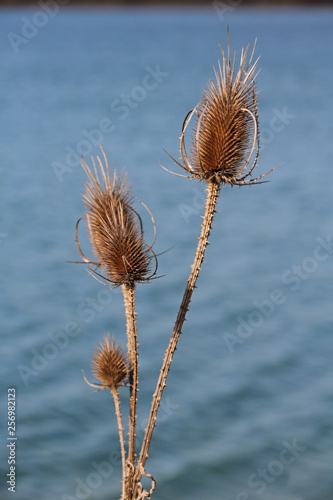 Disteln am See