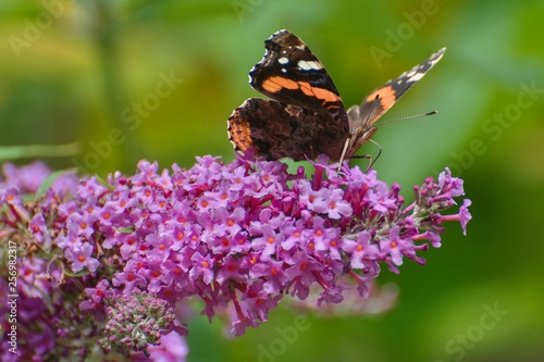 The butterfly of Tortoiseshell sits on lilac.