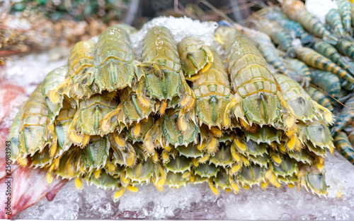 fresh mantis shrimp or oratosquilla photo